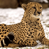 cheetahapple avatar